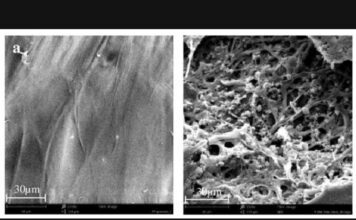 Sydney University scientists discover plastic-eating fungi
