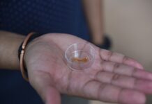 UQ researchers unlock potential of next-gen implantable medical gadgets with new sensor