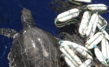 New plastic pollution recycling program launched in NT to protect marine wildlife