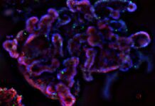 CSIRO report outlines potential of alternative methods for animal-free medical research