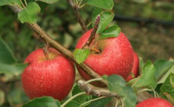 CSIRO unveils report charting path for Australia’s agricultural future