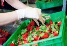 Gina’s Table opens freeze-drying facility in Queensland