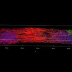 UW-Madison researchers unveil 3D-printed functional human brain tissue