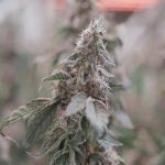 UniSQ and iLAuNCH Trailblazer to test plant growth tech in space