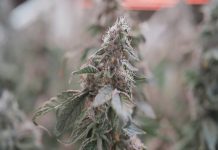 UniSQ and iLAuNCH Trailblazer to test plant growth tech in space