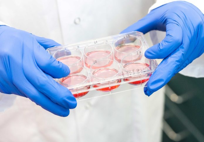 Organoid Tray (2)