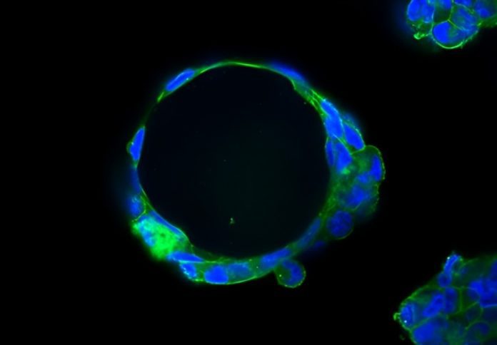 aibn-microfluidics-ruirui-qiao-1080-9_final