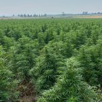 Hale Farm modernises cannabis manufacturing with Elevated Signals software