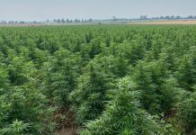 Hale Farm modernises cannabis manufacturing with Elevated Signals software