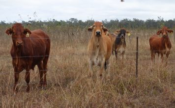 CSIRO leads global AI challenge to advance agricultural manufacturing innovation