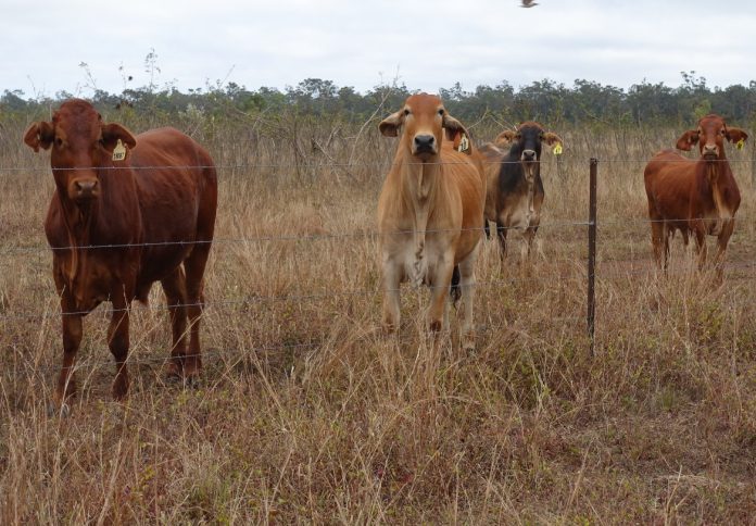 Brahman-and-Brahman-cross-cattle-in-northern-Queensland.JPG