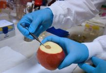 UQ researchers develop nanotech tool to measure vitamin C in fresh produce