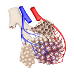 Duke launches $3.2M NIH study using 3D-printed lung model