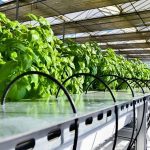 La Trobe research partnership scales food productivity system to commercial level