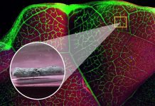 Researchers examine role of leafy vegetables in alternative mining methods