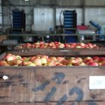 National Pear Week highlights pears as low-cost, low-waste food option