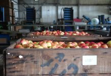 National Pear Week highlights pears as low-cost, low-waste food option