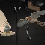 Robotic bird developed by RMIT advances turbulence flight research