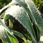 Rising climate variability intensifies frost pressure on wheat production, CSIRO finds