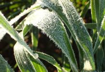 Rising climate variability intensifies frost pressure on wheat production, CSIRO finds