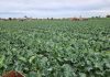 Ultrasound method shows potential for manufacturers to extract protein from cauliflower waste: RMIT study