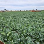 Ultrasound method shows potential for manufacturers to extract protein from cauliflower waste: RMIT study