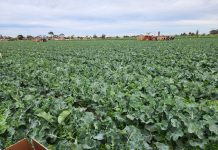 Ultrasound method shows potential for manufacturers to extract protein from cauliflower waste: RMIT study