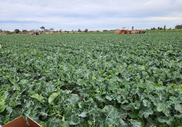 Western Melbourne farm (1)