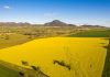 GrainCorp CEO says domestic renewable fuel industry could strengthen Australia’s fuel security