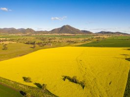 GrainCorp CEO says domestic renewable fuel industry could strengthen Australia’s fuel security