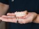 How Tasmanian dental group turns to in-house manufacturing to cut supply chain delays