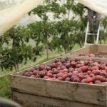 Bellevue Orchard expands Victorian juice manufacturing operations