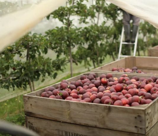 Bellevue Orchard expands Victorian juice manufacturing operations