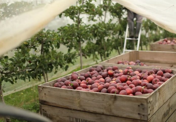 BellevueOrchard (1) (1)