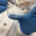 Honeybee silk research targets smarter wound dressings