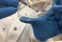 Honeybee silk research targets smarter wound dressings