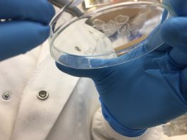 Honeybee silk research targets smarter wound dressings