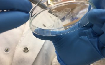 Honeybee silk research targets smarter wound dressings