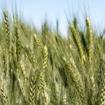 CSIRO develops new wheat variety to support WA growers