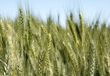 CSIRO develops new wheat variety to support WA growers
