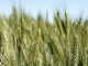 CSIRO develops new wheat variety to support WA growers