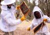 Honey skincare manufacturer builds operational control during 1,000% growth